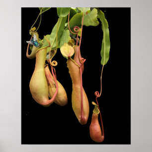 Poster Plante à piège tropicale et mouche bleue