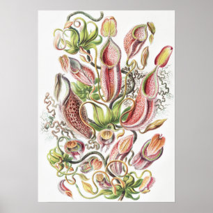 Poster Plante à Pitcher Botanique Vintage Ernst Haeckel