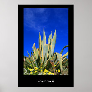 Poster Plante Agave, Imprimer