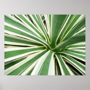 Poster Plante Agave Vert et blanc rayé