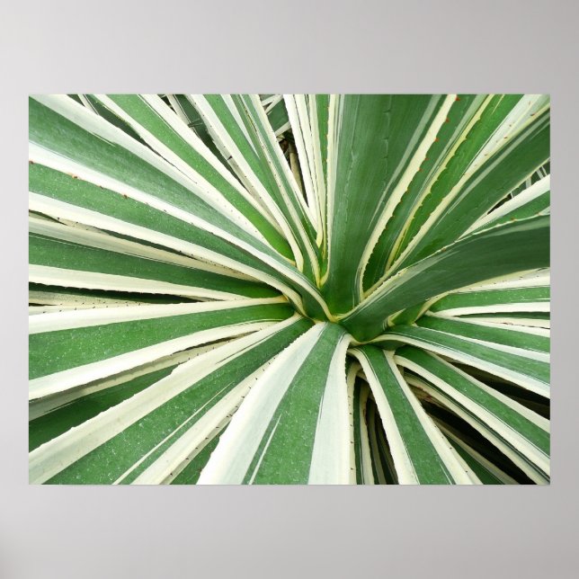 Poster Plante Agave Vert et blanc rayé (Devant)