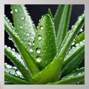 Poster Plante Aloe Vera