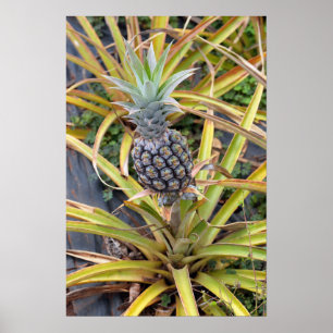 Poster Plante ananas