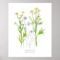 Plante botanique d'herbe médicinale chamomile