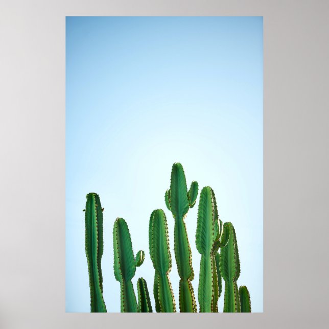 Poster Plante cactus vert en arrière - plan blanc (Devant)