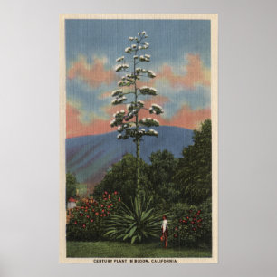 Poster Plante californien en fleurs