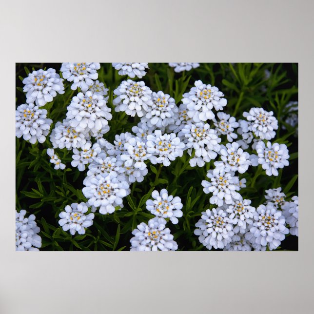 POSTER PLANTE CANDYTUFT (Devant)