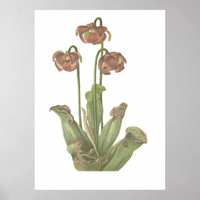 Poster Plante carnivore - Sarracenia purpurea (Devant)
