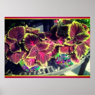 Poster Plante Coleus