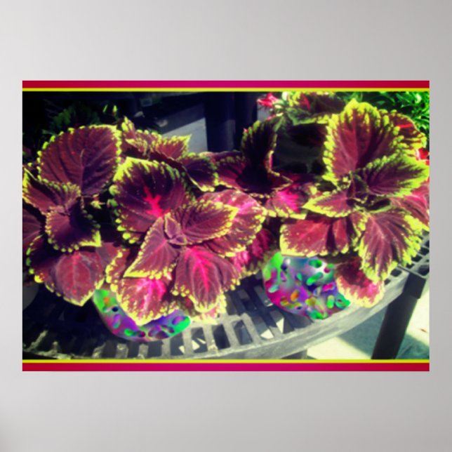 Poster Plante Coleus (Devant)