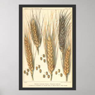 Poster Plante de blé résistante à la sécheresse, agricult
