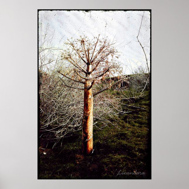 Poster Plante de Ferula sèche au Tadjikistan (Devant)