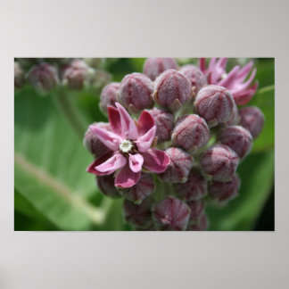 Poster Plante de fleur d'algue