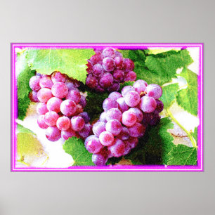 Poster "Plante de fruits de raisins" jolie photo. Command