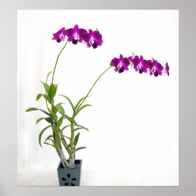 Poster Plante de l'orchidée Rinnapa Dendrobium (Devant)