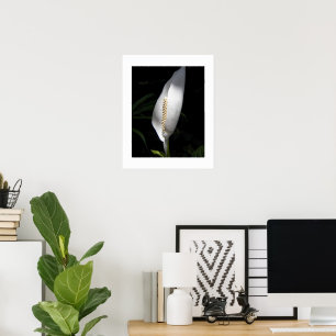 Poster Plante de lys de la paix blanc floral
