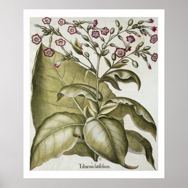 Poster Plante de tabac, de "Hortus Eystettensis" par B (Devant)