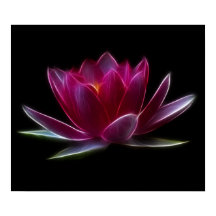 Plante d'eau à fleurs Lotus