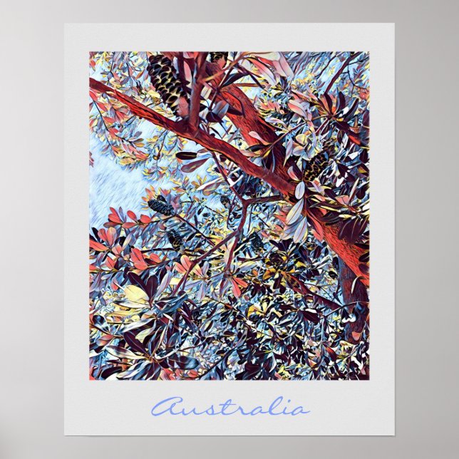 Poster Plante d'origine de l'arbre australien Banksia (Devant)