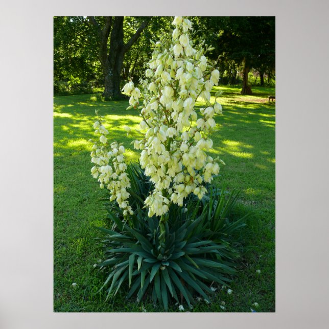 Poster Plante du Yucca (Devant)