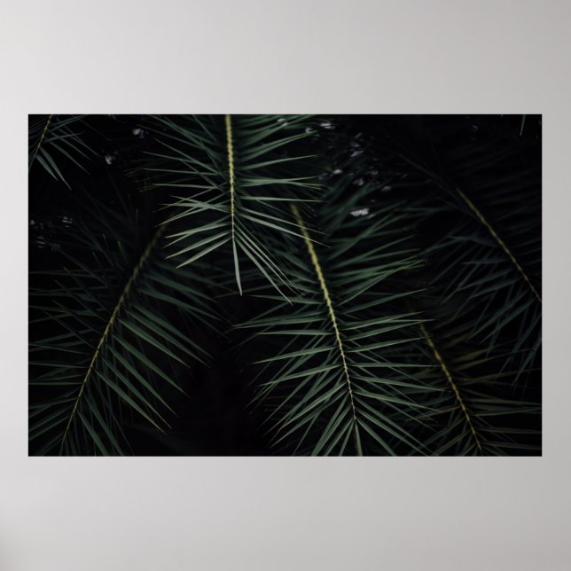 POSTER PLANTE FEUILLE VERTE PENDANT LA NUIT (Devant)