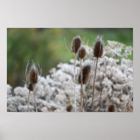 Poster Plante Fuller's Teasel