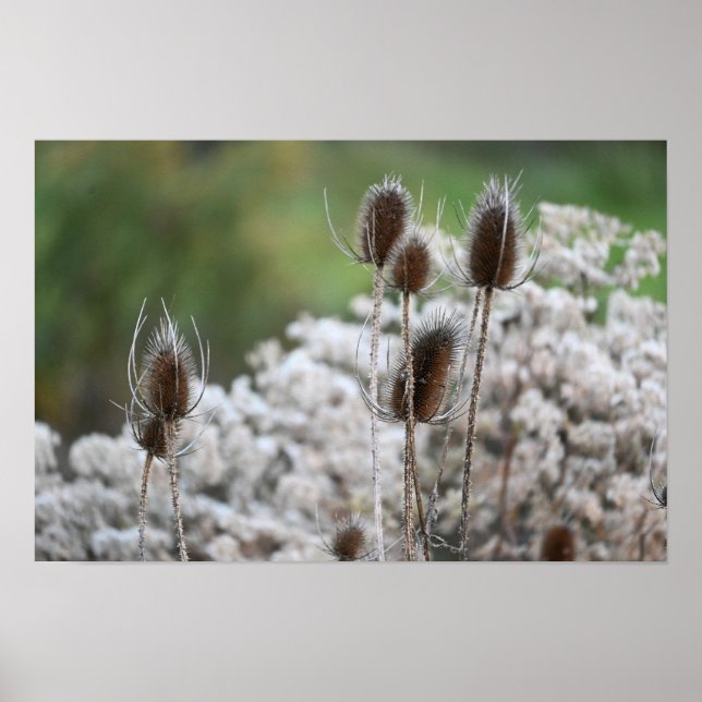 Poster Plante Fuller's Teasel (Devant)