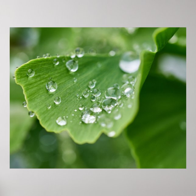 Poster Plante Ginkgo (Devant)
