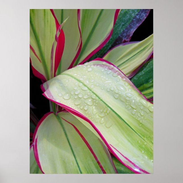 Poster Plante Hawaïen Ti (Devant)