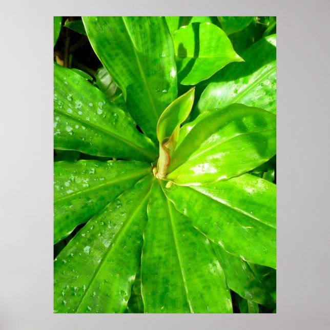 Poster Plante Hawaiian Ginger (Devant)
