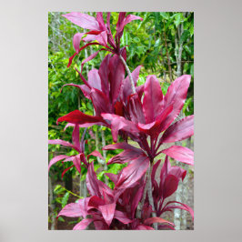 Poster Plante Hawaiian Ti