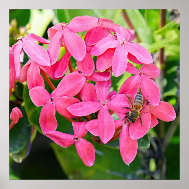 Poster Plante Ixora (Devant)
