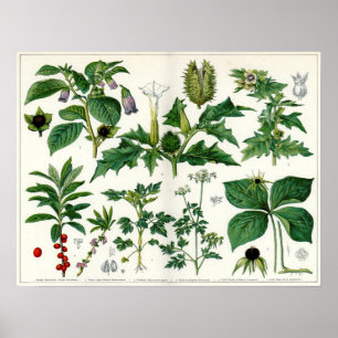 Poster Plante malheureux