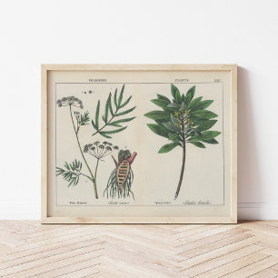 Poster Plante malheureux   Charlotte Mary Yonge