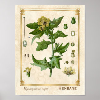 Poster Plante médicinal vintage Henbane Herb Botanique
