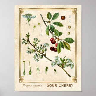 Poster Plante médicinal vintage Red Cherry Botanique