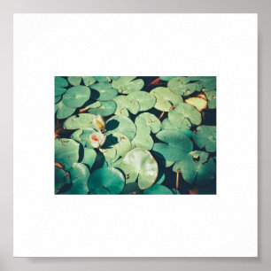 Poster Plante Pale Green Water Lily