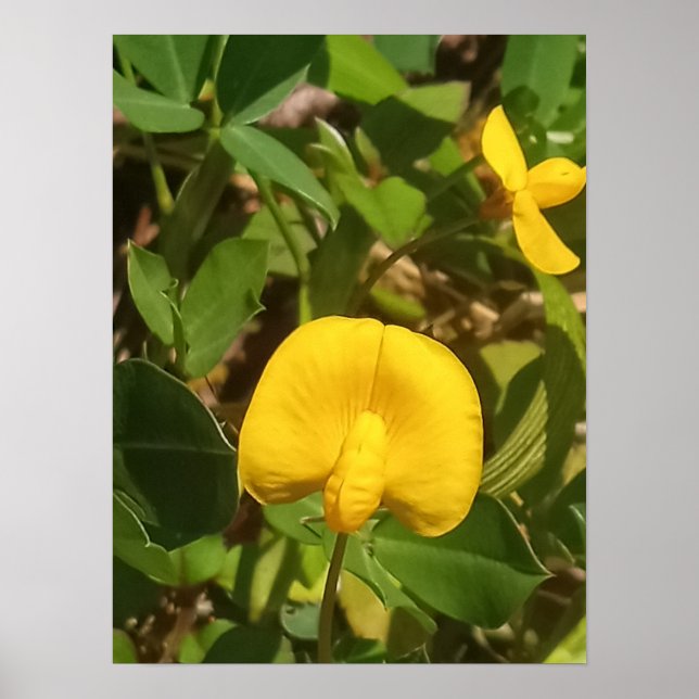 Poster Plante pérenne de cacahuètes Big Island Hawaii (Devant)