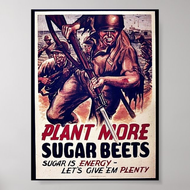 Poster Plante Plus de betteraves sucrières (Devant)