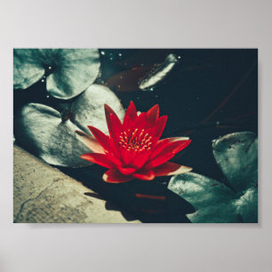 Poster Plante rouge vert brillant de l'eau