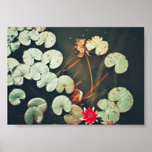 Poster Plante rouge vert brillant de l'eau