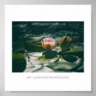 Poster Plante Stylisé Rose Eau Lily Fleurs