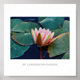 Poster Plante Stylisé Rose Water Lily