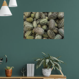 Poster Plante tropical africain de concombre sauvage