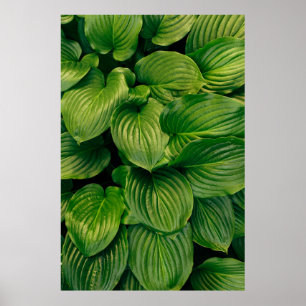 Poster Plante vert