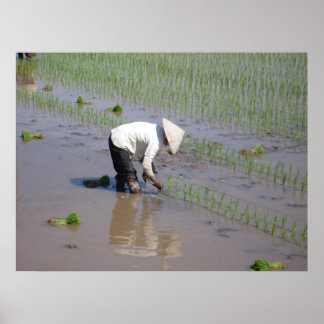 Poster Planter du riz dans les champs du Vietnam