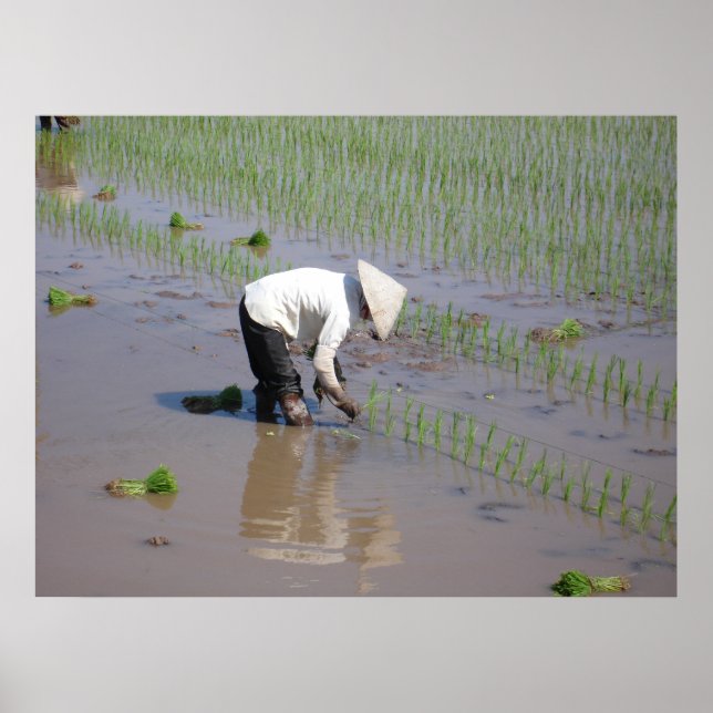 Poster Planter du riz dans les champs du Vietnam (Devant)