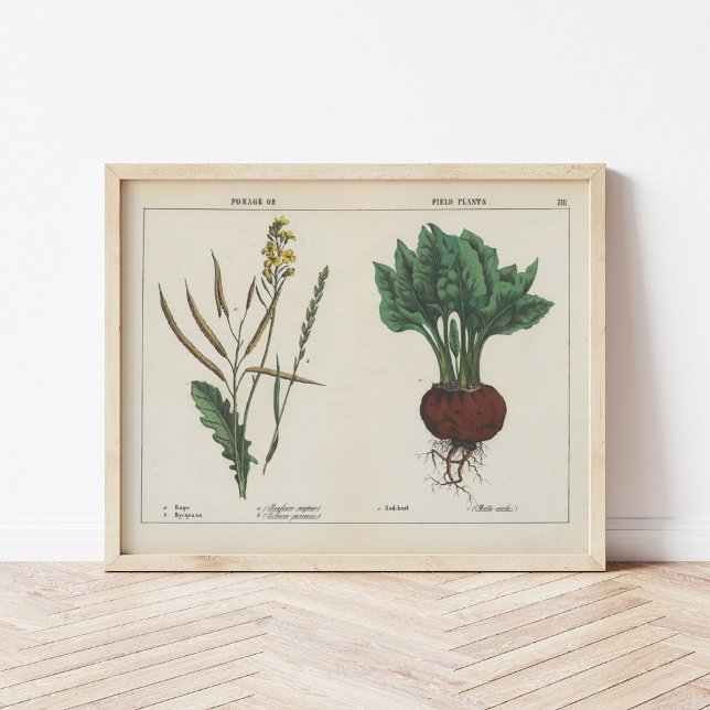 Poster Plantes de fourrage ou de terrain | Charlotte Mary (Créateur téléchargé)