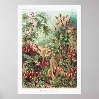 Poster Plantes de jardin