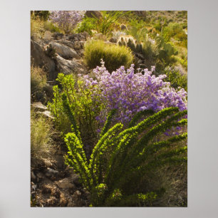 Poster Plantes du désert du Chihuahuan en fleurs